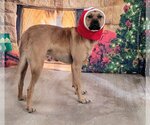 Small Photo #2 Black Mouth Cur-Unknown Mix Puppy For Sale in Stover, MO, USA