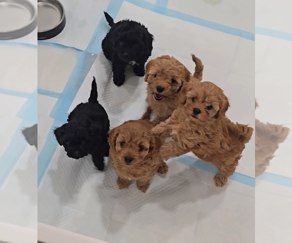 Medium Photo #1 Cavapoo Puppy For Sale in LAFAYETTE, CA, USA