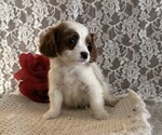 Small #1 Cavapoo (Miniature)