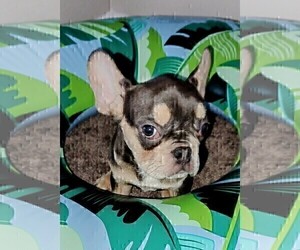 French Bulldog Puppy for Sale in FERNANDINA BEACH, Florida USA