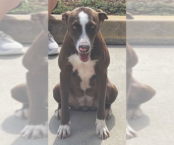 Medium Photo #11 Lab-Pointer Puppy For Sale in Houston, TX, USA
