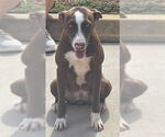 Small #10 Lab-Pointer