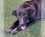 Small Photo #3 Labrador Retriever-Unknown Mix Puppy For Sale in San Diego, CA, USA