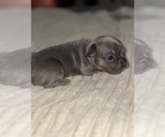 Small #4 French Bulldog
