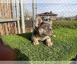 Small #15 French Bulldog