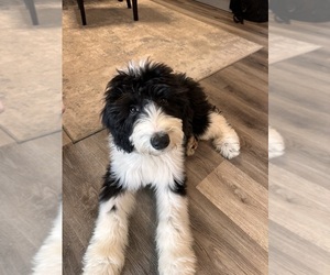 Old English Sheepdog-Sheepadoodle Mix Puppy for sale in DELAWARE, OH, USA