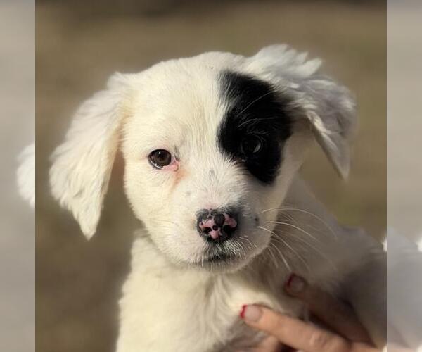Medium Photo #1 Labrador Retriever-Unknown Mix Puppy For Sale in Yardley, PA, USA