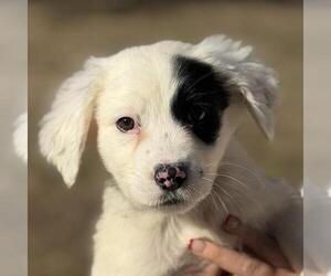 Labrador Retriever-Unknown Mix Dogs for adoption in Yardley, PA, USA