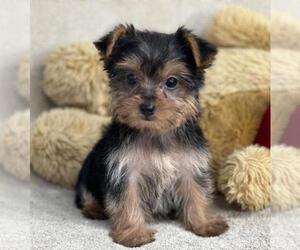 Yorkshire Terrier Puppy for sale in Birch Tree, MO, USA