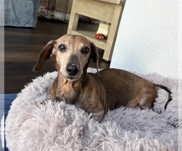 Medium Photo #7 Dachshund Puppy For Sale in Weston, FL, USA