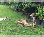 Small Photo #6 Beagle-Unknown Mix Puppy For Sale in Valrico, FL, USA