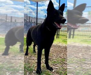 German Shepherd Dog-Unknown Mix Dogs for adoption in San Antonio, TX, USA