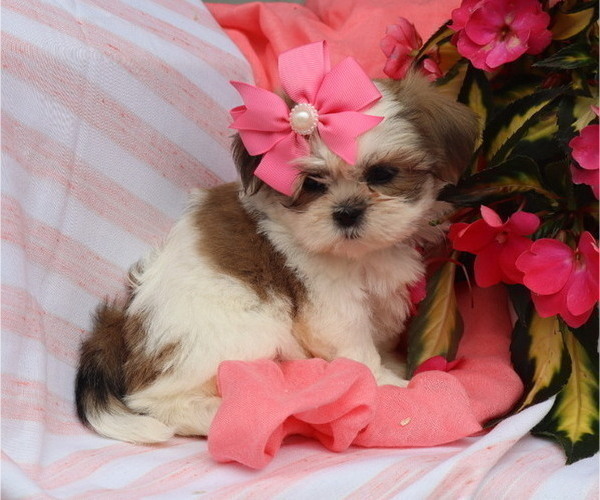 Medium Photo #14 Shih Tzu Puppy For Sale in THORP, WI, USA