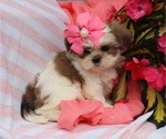 Small #4 Shih Tzu