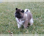 Small Photo #4 Akita Puppy For Sale in MOUNT SOLON, VA, USA
