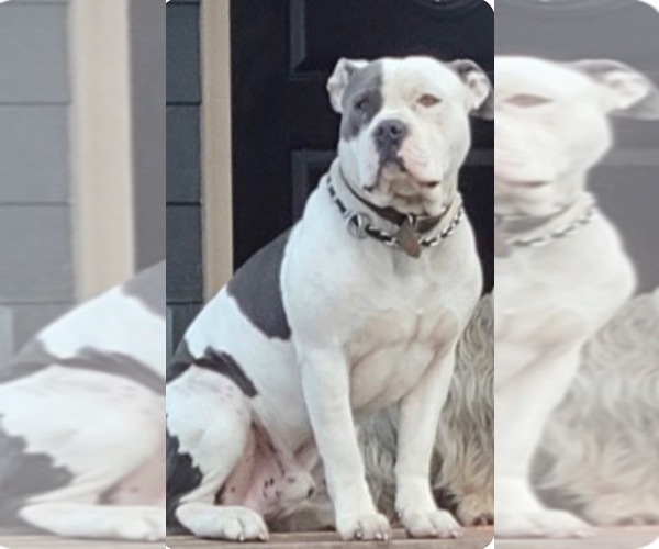 Medium Photo #1 American Staffordshire Terrier-Rhodesian Ridgeback Mix Puppy For Sale in BETHALTO, IL, USA