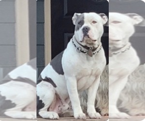 Father of the American Staffordshire Terrier-Rhodesian Ridgeback Mix puppies born on 02/27/2026