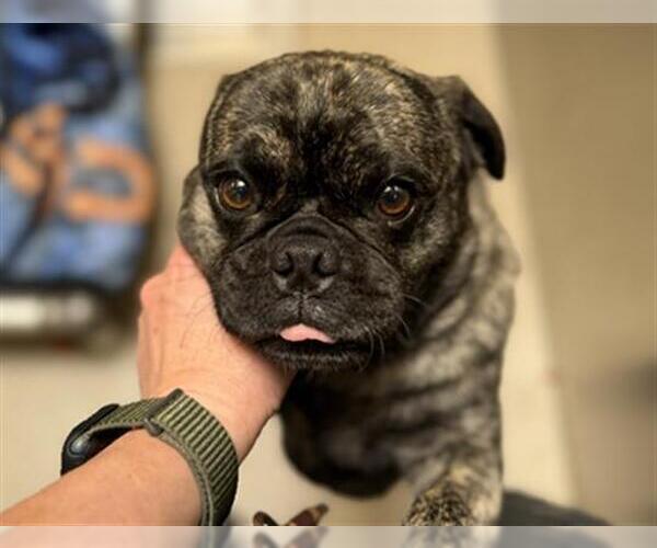 Medium Photo #1 Pug Puppy For Sale in Denver, CO, USA