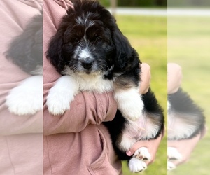 Aussiedoodle Puppy for sale in FAYETTEVILLE, GA, USA