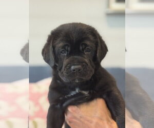 Charlotte's Puppy Lily - Female Labrador Retriever-Unknown Mix Dog for Adoption - Photo #2