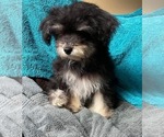 Small Photo #1 Yo-Chon Puppy For Sale in HAMPTON, VA, USA
