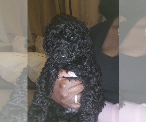 Medium Photo #6 Poodle (Standard) Puppy For Sale in MILWAUKEE, WI, USA