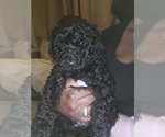 Small #5 Poodle (Standard)