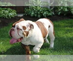 Small Photo #1 Bulldog Puppy For Sale in BETHEL, PA, USA