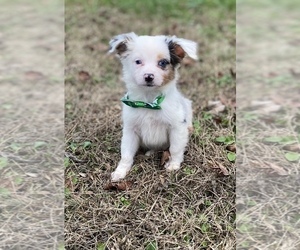 Medium Miniature Australian Shepherd