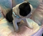 Puppy 2 Boston Terrier