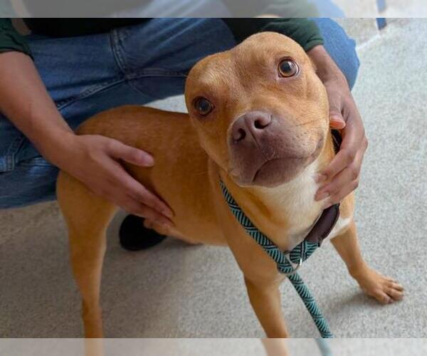 Medium Photo #2 Staffordshire Bull Terrier-Unknown Mix Puppy For Sale in Tallahassee, FL, USA
