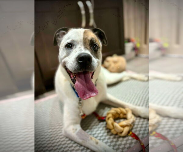 Medium Photo #4 Boxer-Unknown Mix Puppy For Sale in Westwood, NJ, USA