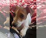 Small #8 Dachshund Mix