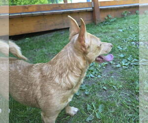 Mia, A Corgi-Dachshund mix - Female Dachshund-Unknown Mix Dog for Adoption - Photo #4