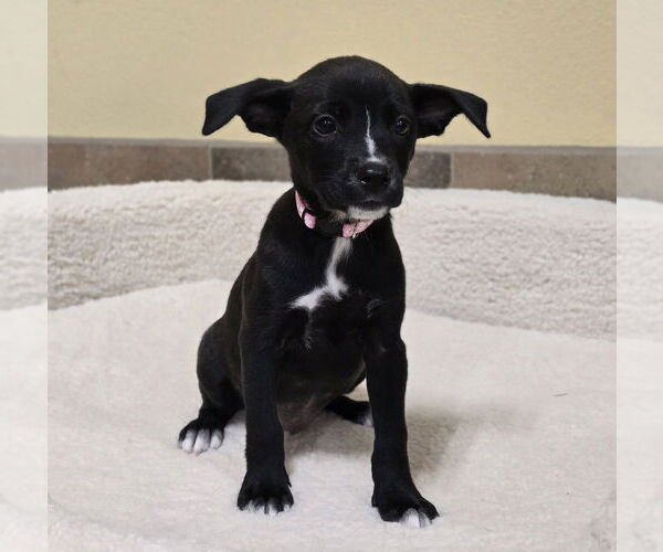 Medium Photo #4 Labrador Retriever-Unknown Mix Puppy For Sale in Lakewood, CO, USA