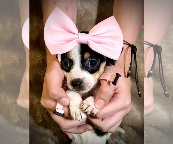 Medium Photo #2 Rat Terrier Puppy For Sale in Holly Springs, NC, USA