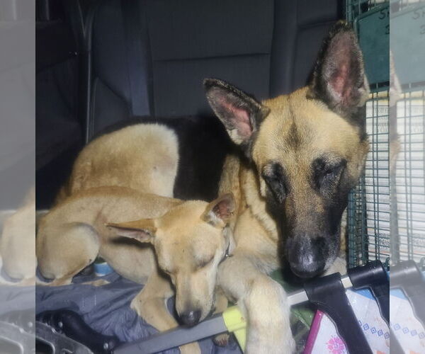 Medium Photo #3 Basenji-Unknown Mix Puppy For Sale in Los Angeles, CA, USA