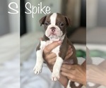 Small Photo #2 Boston Terrier Puppy For Sale in DICKINSON, TX, USA