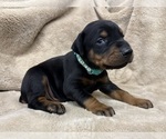 Small Photo #18 Doberman Pinscher Puppy For Sale in NEWTON, NC, USA