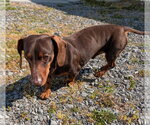 Small #6 Dachshund