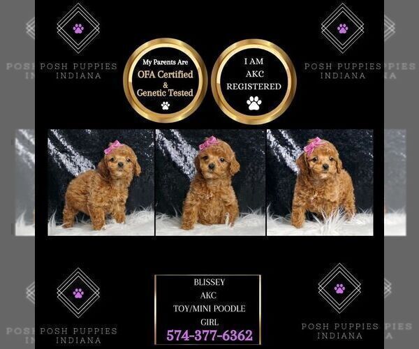 Medium Photo #57 Poodle (Toy) Puppy For Sale in WARSAW, IN, USA