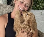 Small Goldendoodle (Miniature)