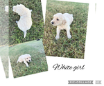Small #7 Golden Retriever