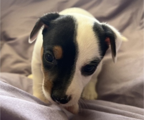 Medium Photo #1 Jack Russell Terrier Puppy For Sale in UNITY, NH, USA