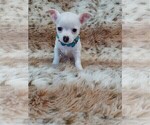 Small #5 Chihuahua