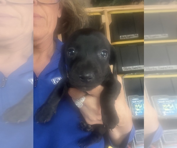 Medium Photo #9 Dachshund Puppy For Sale in OLIVE HILL, KY, USA