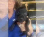 Small Photo #9 Dachshund Puppy For Sale in OLIVE HILL, KY, USA