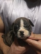 Small Photo #1 Bulldog Puppy For Sale in BOSTON, MA, USA
