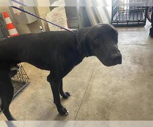 Great Dane Dogs for adoption in Houston, TX, USA
