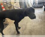 Small Great Dane
